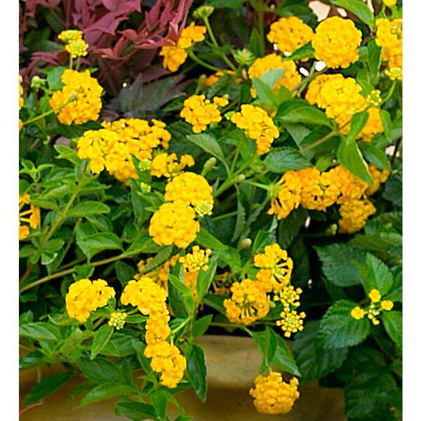SOUTHERN LIVING 2.5 qt. Golden Yellow Pot of Gold Little Lucky Lantana,  Live Perennial/Annual Plant with Reblooming Flowers 3827Q