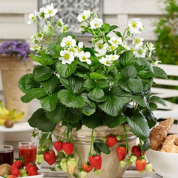 Gurney's 2.50 in. Pot Montana Everbearing Strawberry Fragaria Live