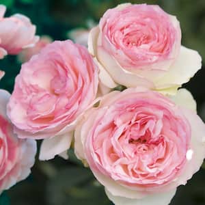 Bare Root Climbing Eden Rose Pretty in Pink (2-Pack)