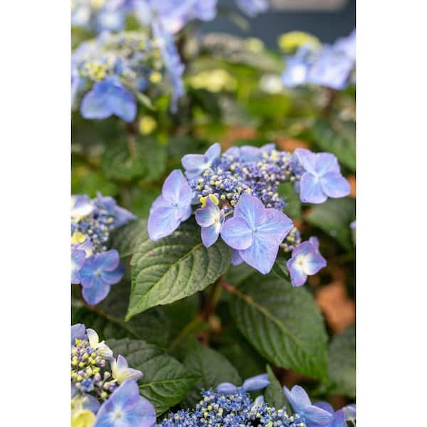 3 Gal. Pop Star Reblooming Hydrangea Flowering Shrub with Electric Blue or Pink Lacecap Flowers