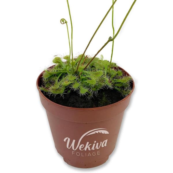 Wekiva Foliage Sundew Drosera Carnivorous Plant-Live Plant in a 3 Inch Pot-Drosera Spatulata-Indoor Tropical Carnivorous Plants