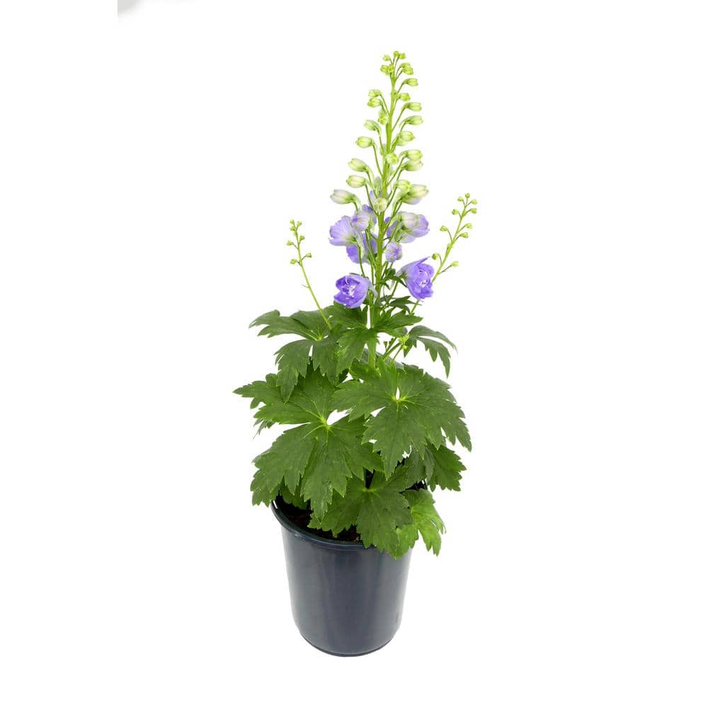 Perennial Delphinium Purple 2.5 qt.