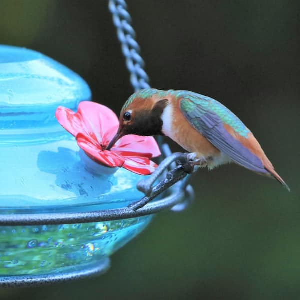 Nature's Way Mason Jar Blue Glass Top Fill Hummingbird Glass