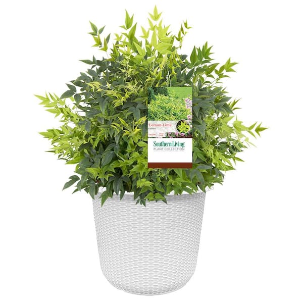 SOUTHERN LIVING 2 Gal. Lemon Lime Nandina Shrub with Lime Green