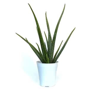 6 in. Aloe Vera Plant in Deco Pot