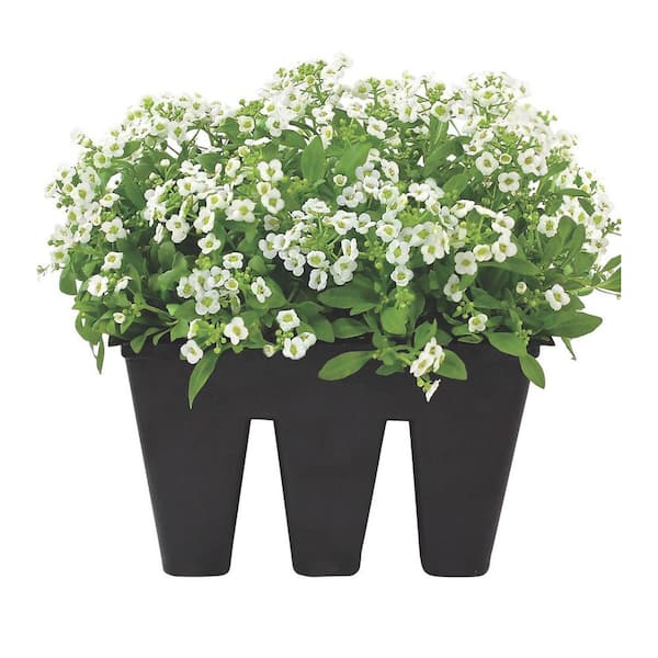 n/a Alyssum Clear Crystal Mix Plant (6-Pack)