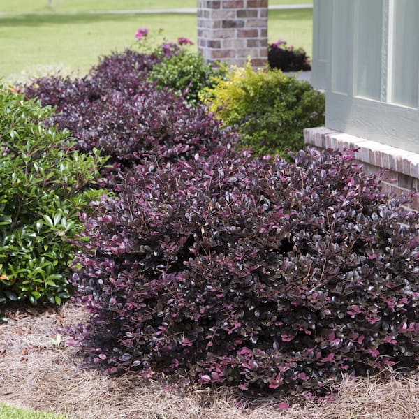 SOUTHERN LIVING 5 Gal. Purple Diamond Semi-Dwarf Loropetalum, Evergreen Shrub with Purple Foliage, Pink Ribbon Blooms