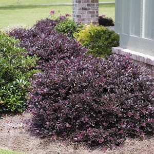 5 Gal. Purple Diamond Semi-Dwarf Loropetalum, Evergreen Shrub with Purple Foliage, Pink Ribbon Blooms
