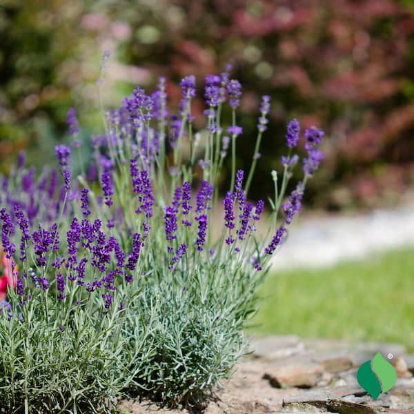 Unbranded 1 Gal. Sensational Lavender, Live Perennial Plant, Violet Flowers  DGPRL011