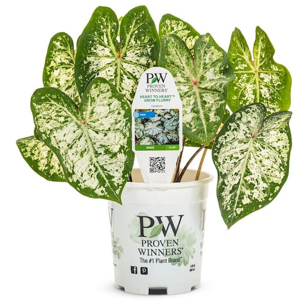 PROVEN WINNERS 1 qt. Caladium 'Snow Flurry' Annual Live Plant, White ...