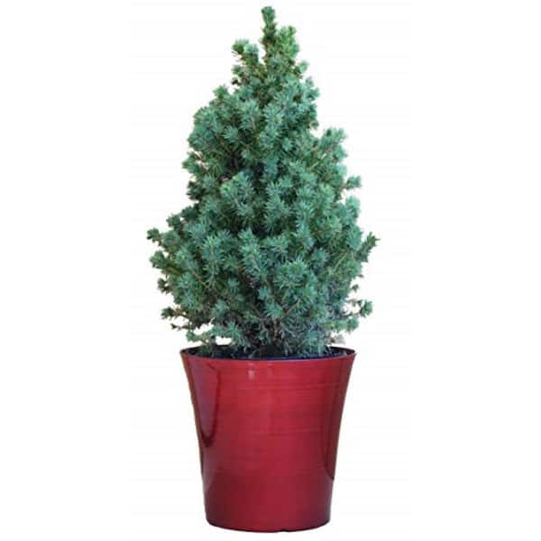 Green Promise Farms 2 Gal. Dwarf Alberta Spruce in Red Holiday Pot, Live Plant with Green Foliage and Pyramidal Form, Zone 3-8 (1 Pack)