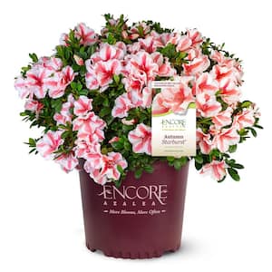 ENCORE AZALEA 3 Gal. Autumn Sunset Azalea Shrub with Reblooming
