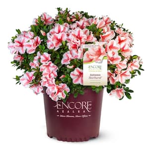 3 Gal. Autumn Starburst Encore Azalea Shrub with Coral Pink and White Reblooming Flowers