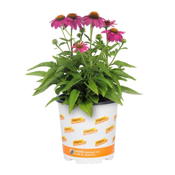2.5-qt. Powwow Wildberry Cone Flower Perennial Plant
