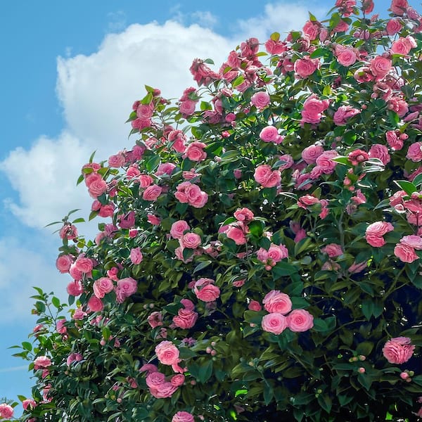 National Plant Network Pink Camellia Foundation/Hedge Shrub in 3-Gallon (S) Planter | LW1655