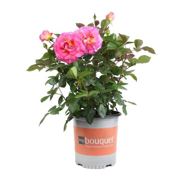 ALTMAN PLANTS My Bouquet 8 qt. Rose Pink and Gold Blossom (Julie