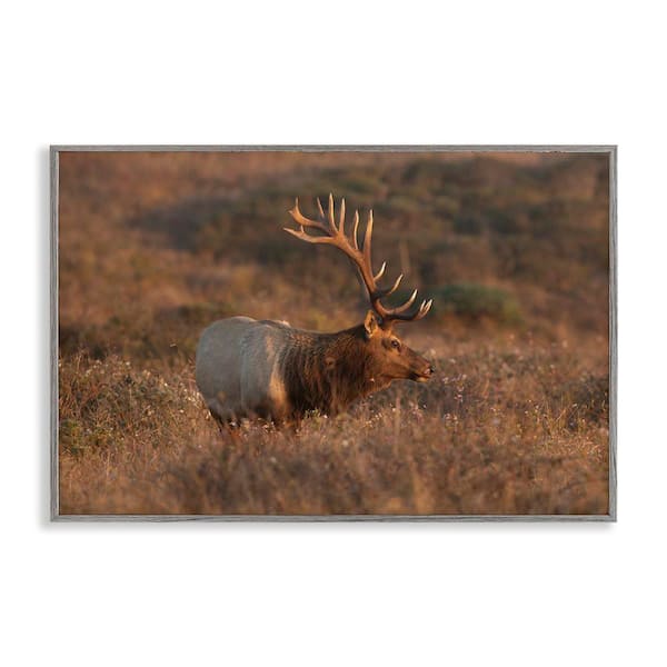 Stupell Industries Roaming Elk Photography by Crystal Lynn Collins Gray Framed Nature Giclee Art Print 20 in. x 30 in.
