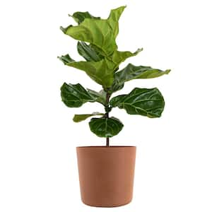 Fiddle Leaf Fig Ficus Lyrata Standard Live Indoor Outdoor Plant in 10 inch Premium Sustainable Ecopots Terracotta Pot