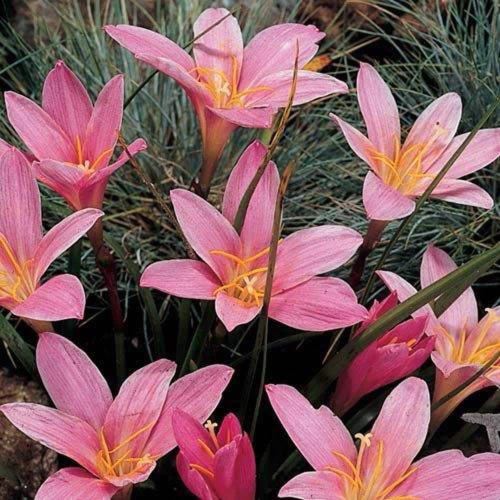 Breck's Pink Fairy Lily Bulbs (15-Pack) 93612 - The Home Depot
