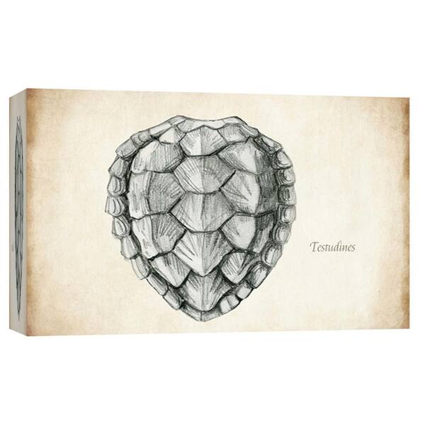 PTM Images 10 in. x 12 in. ''Testudines Shell B'' Printed Canvas Wall Art