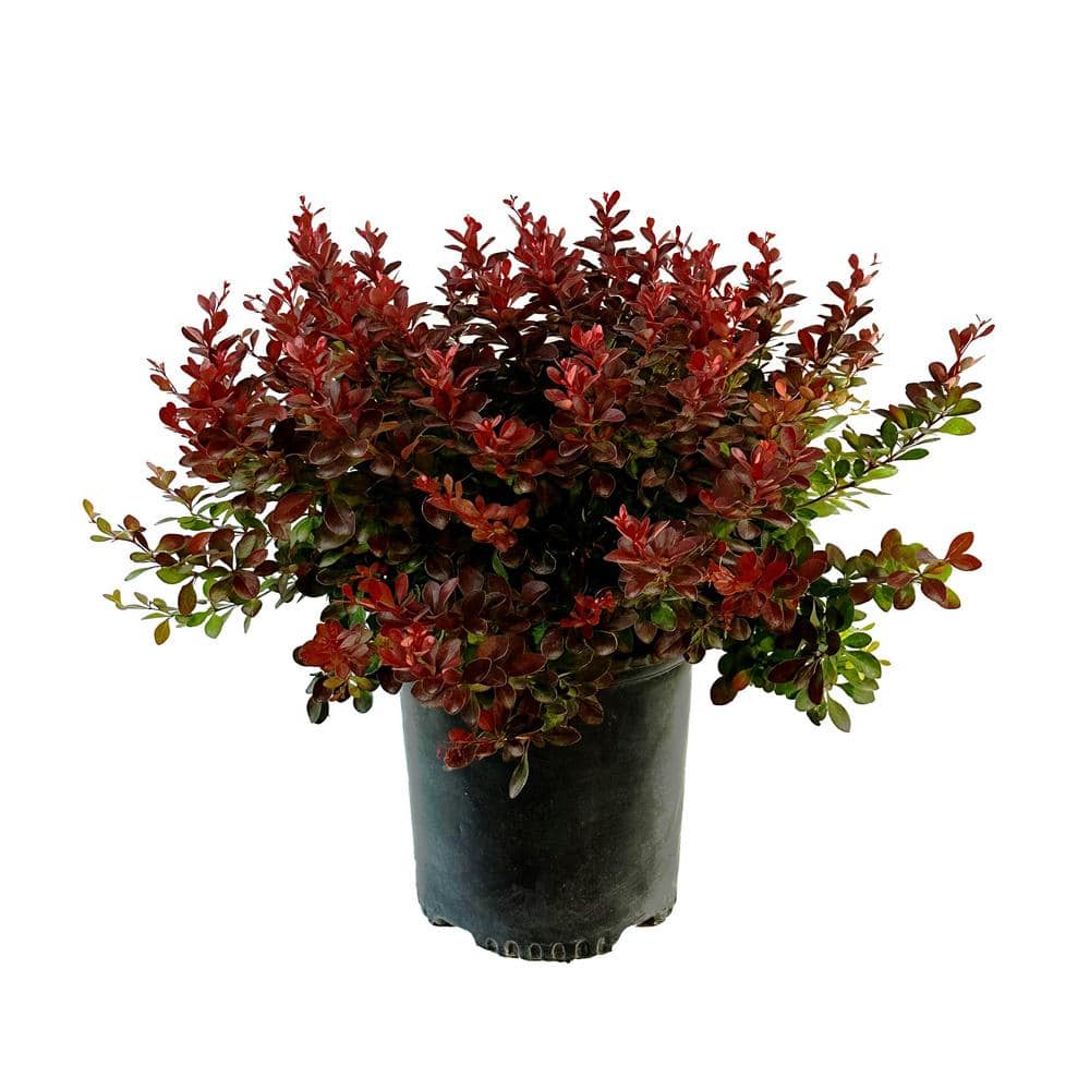 2.25 Gal. Crimson Pygmy Barberry Live Shrub with Deep Red, Purple ...