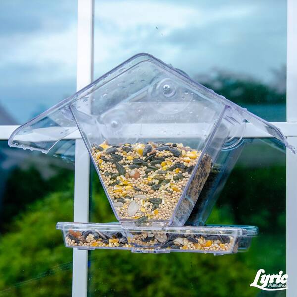 lyric bird feed