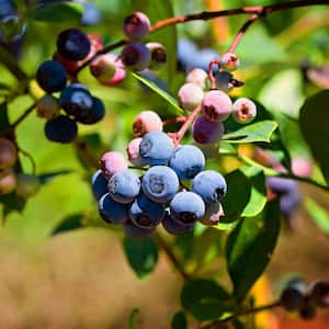 #1 Pot Climax Rabbiteye Blueberry Fruit-Bearing Plant
