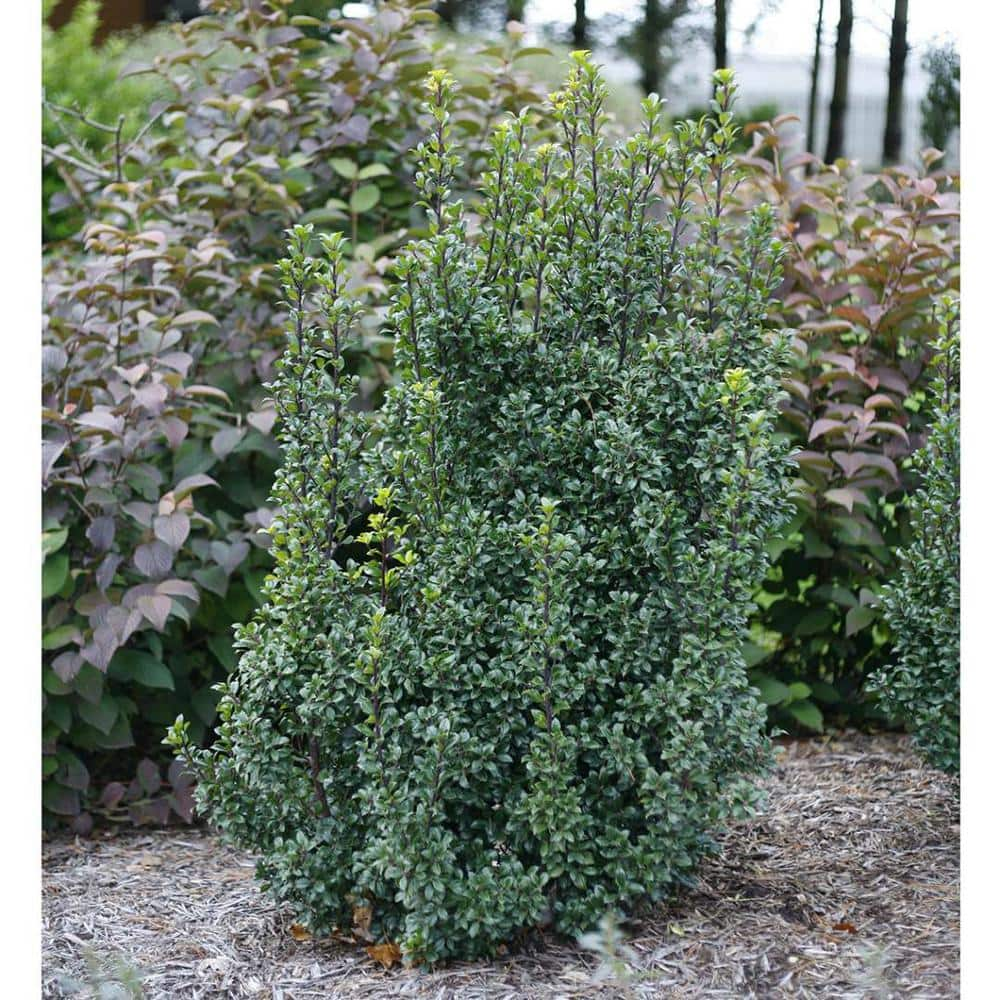 Online Orchards 1 Gal. Castle Wall Blue Holly Shrub With Lustrous ...