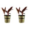 Unbranded 1.0 Gal. Perennial Canna Tropicanna Original (2-Pack) 2377