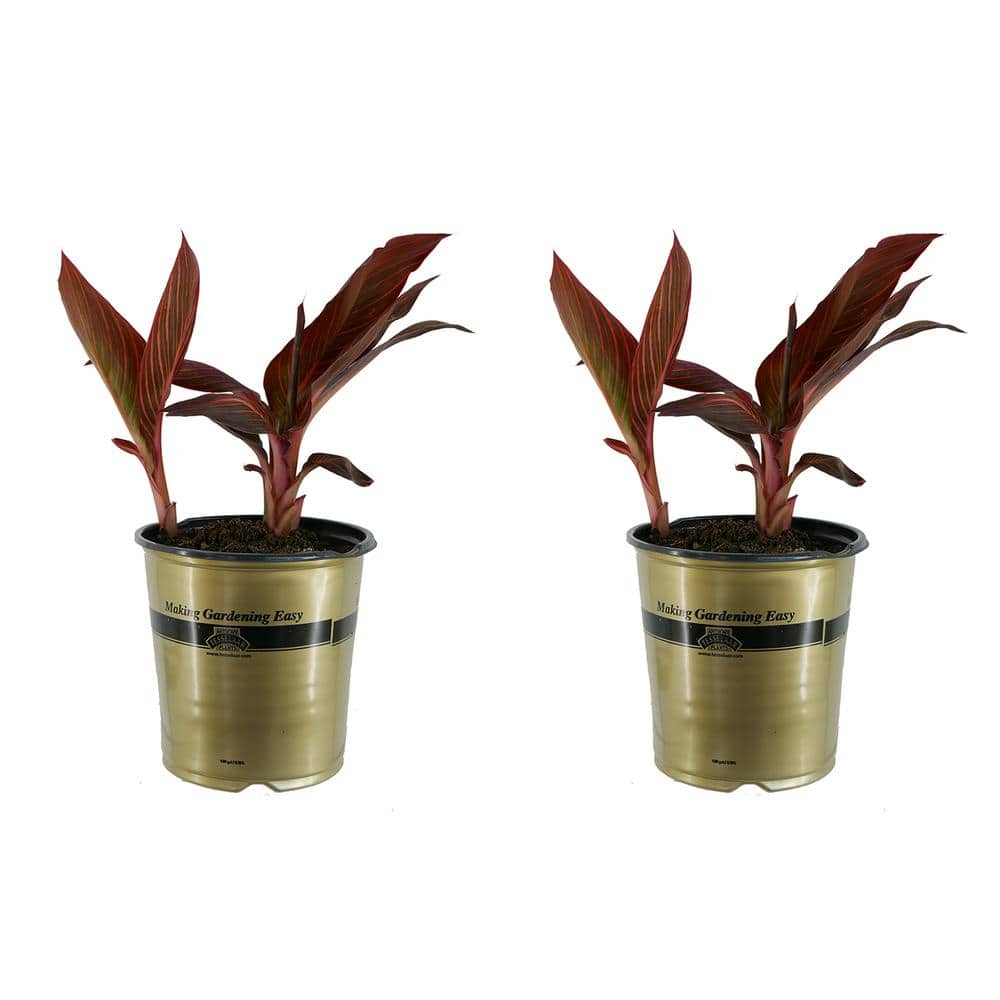 1.0 Gal. Perennial Canna Tropicanna Original (2-Pack)