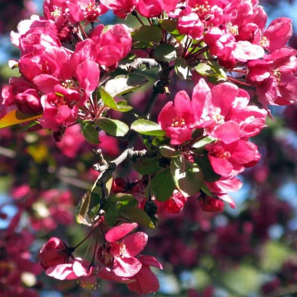 1 Gal. Summer Wonder Crabapple Tree