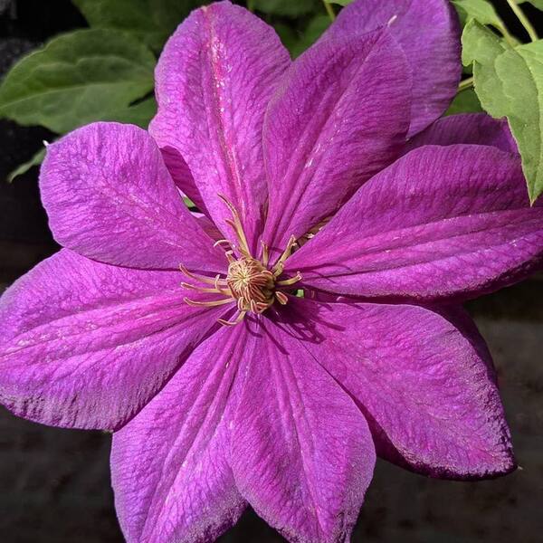 Wekiva Foliage Clematis Perrins Pride-3 Live Plants in 3.5 in. Growers Pots-Beautiful Starter Flowering Vine Ready for The Garden