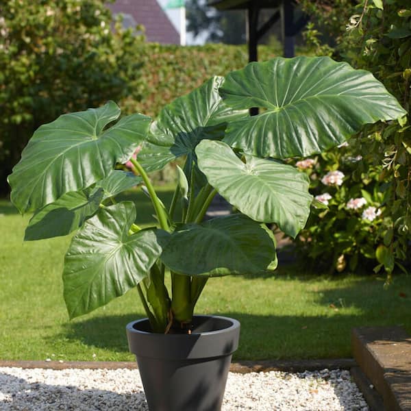 Garden State Bulb 7/9 in. Alocasia Odora Elephant Ear Bulbs (Bag of 3)