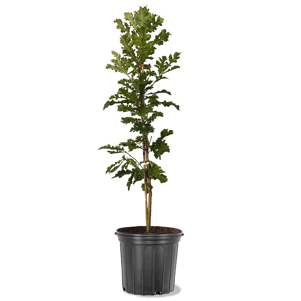 FLOWERWOOD 2.5 Gal Weeping Willow Tree, Green Deciduous Tree