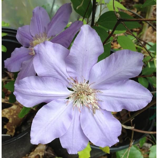 Wekiva Foliage Clematis Silver Moon-4 Live Plants in 3.5 in. Growers Pots-Beautiful Starter Flowering Vine Ready for The Garden