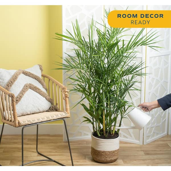 Bamboo Palm, Chamaedorea seifrizi Plant in 10 in. Weave Basket, Average Shipping Height 4 ft. Tall
