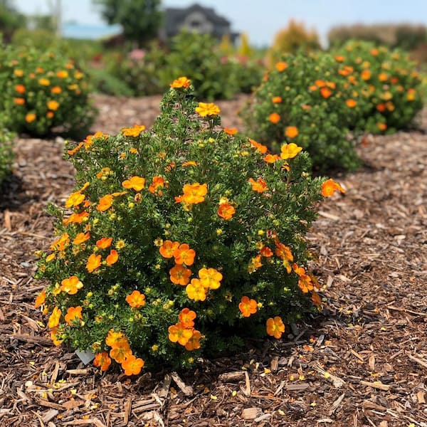BLOOMIN' EASY Jumbo Pint Bella Sol Potentilla Live Shrub, Sunset