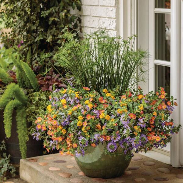 Proven Winners 4.5 in. Qt. Graceful Grasses Queen Tut Dwarf