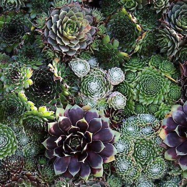 Unbranded 1.0 qt. Perennial Sempervivum Succulent Assorted (Hens and  Chicks) (2-Pack) 2218