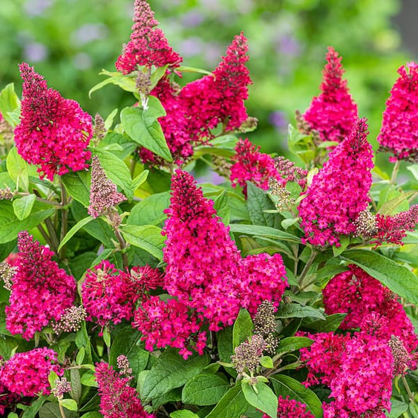 BUTTERFLY CANDY 1.5 Gal. Lil' Raspberry Butterfly Bush BUTTERFLY CANDY 1.5 Gal. Lil' Raspberry Butterfly Bush