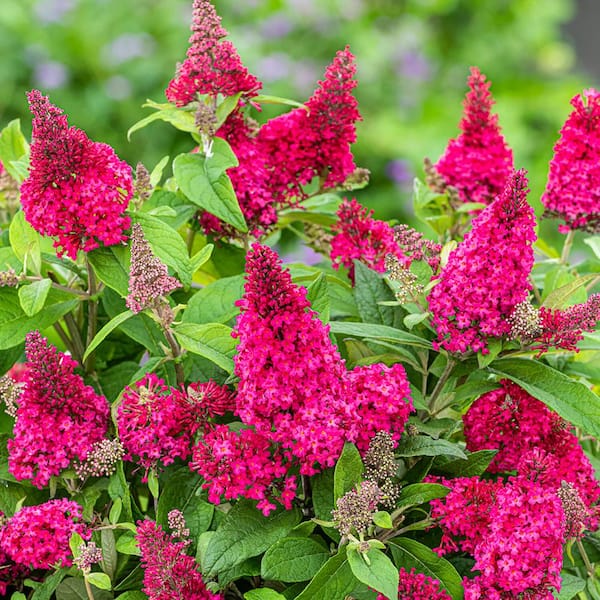BUTTERFLY CANDY 1.5 Gal. Lil' Raspberry Butterfly Bush (Buddleia) Live Shrub Plant, Magenta Pink Flowers