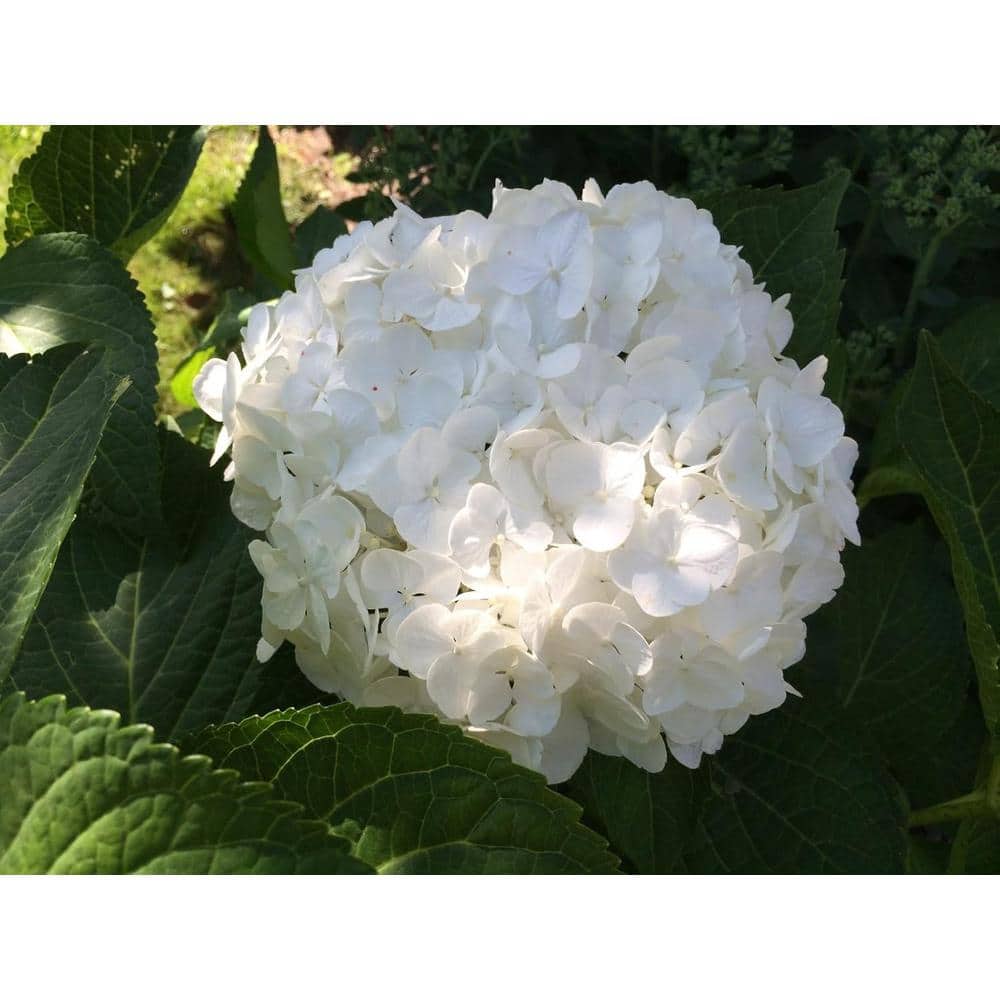 Hydrangea4937　0203 Blue Hydrangea - TF129-1 ($69.26)
