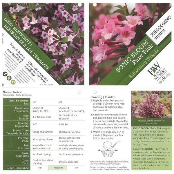 Sonic Bloom® Pure Pink Weigela