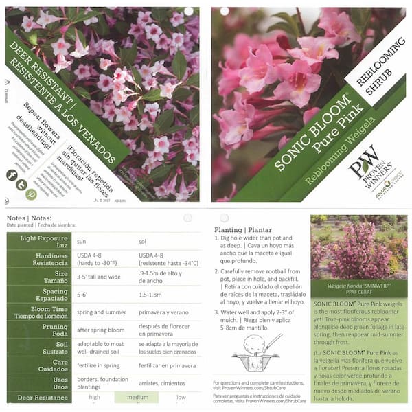 Sonic Bloom® Pure Pink - Weigela florida