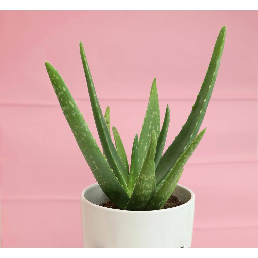 Aloe Vera 8" Green Succulent in Plastic Pot for Indoor/Outdoor