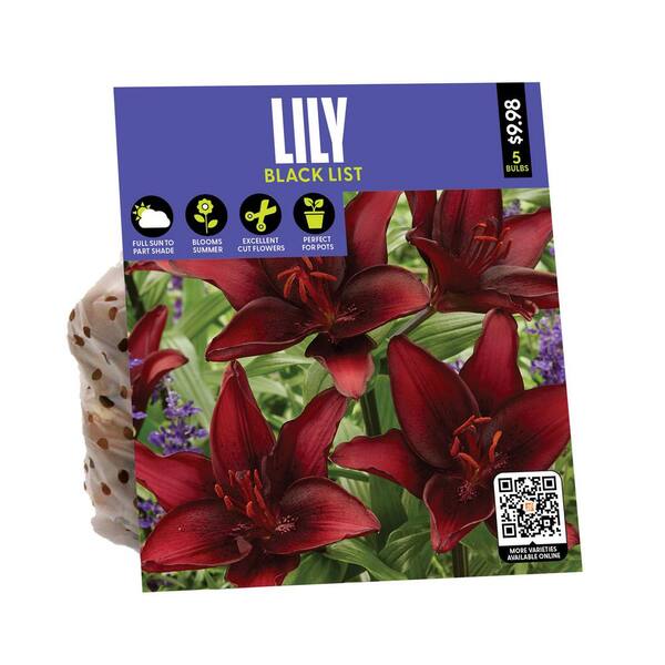 LILY商品 VAN ZYVERDEN Lily Black List Bulbs (1-Pack) 34471 - The Home Depot