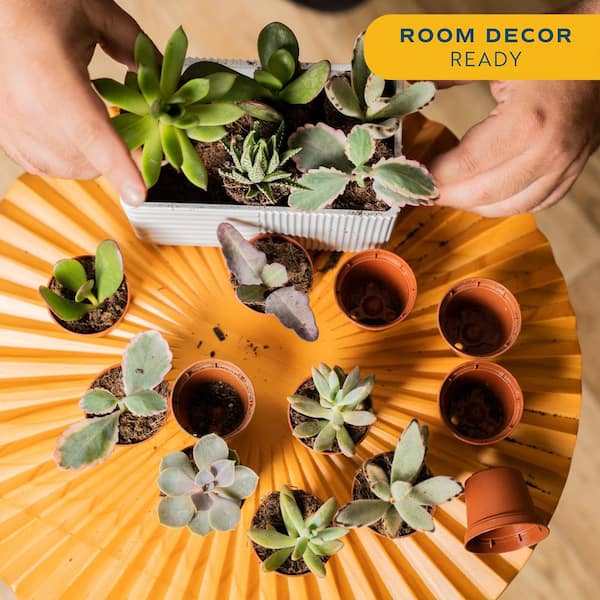 Mini Unique Indoor Succulent Plants in 2 in. Round Grower Pot, Avg. Shipping Height 2 in. Tall (25-Pack)