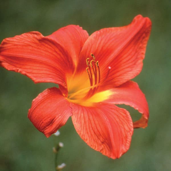 Unbranded #1 South Seas Orange Daylily Plant