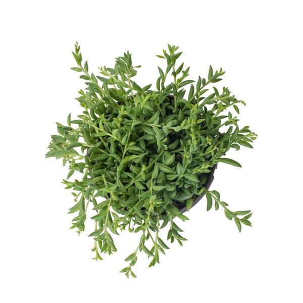 SENECIO Hanging plant, assorted species plants, 6 - IKEA