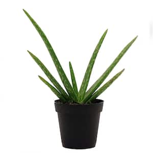 Aloe Vera Indoor Plant in 4 in. Grower Pot, Avg. Shipping Height 10 in. Tall